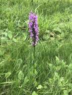 Image of Lesser purple fringed orchid