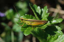 Plancia ëd Mecostethus parapleurus (Hagenbach 1822)