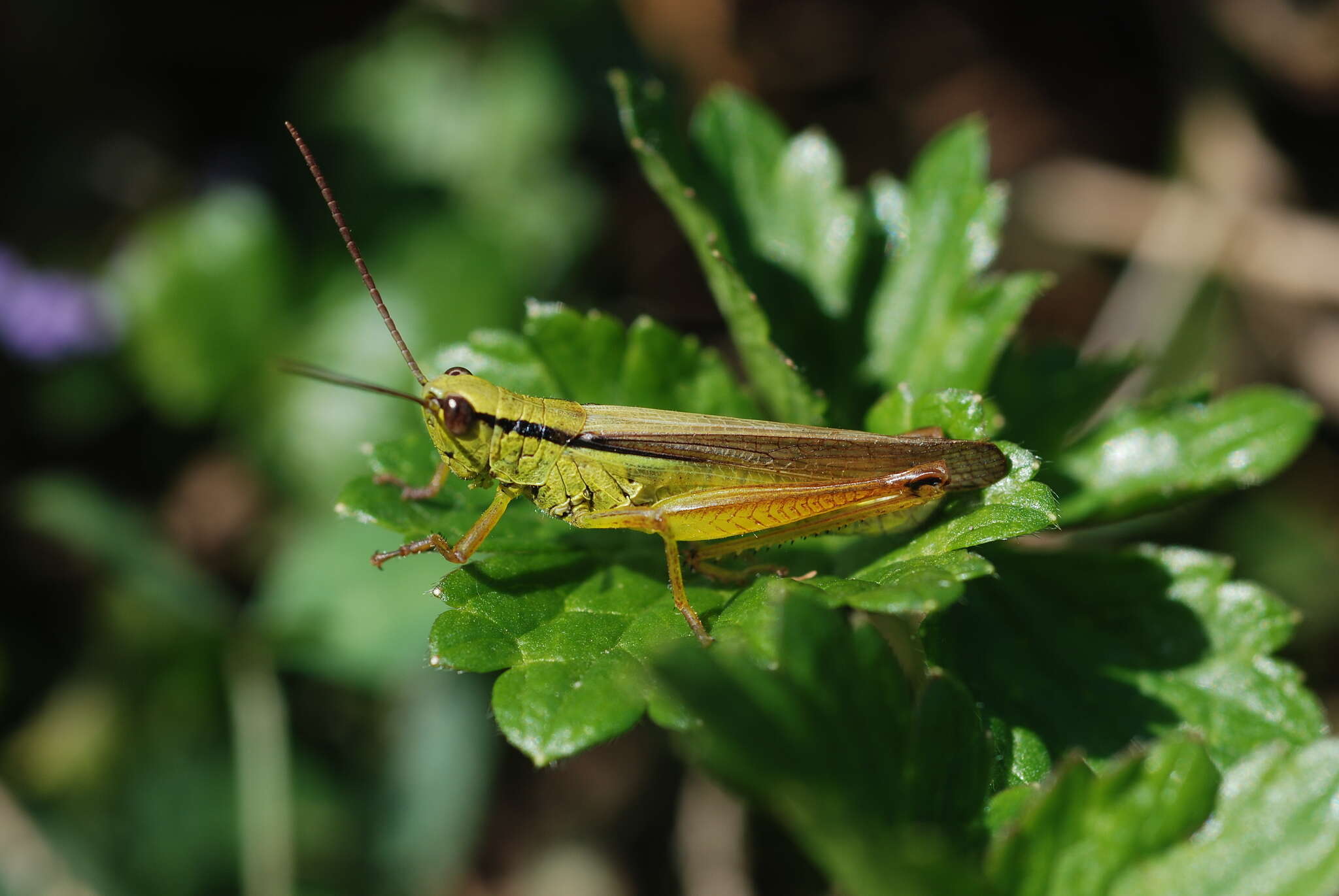 Plancia ëd Mecostethus parapleurus (Hagenbach 1822)