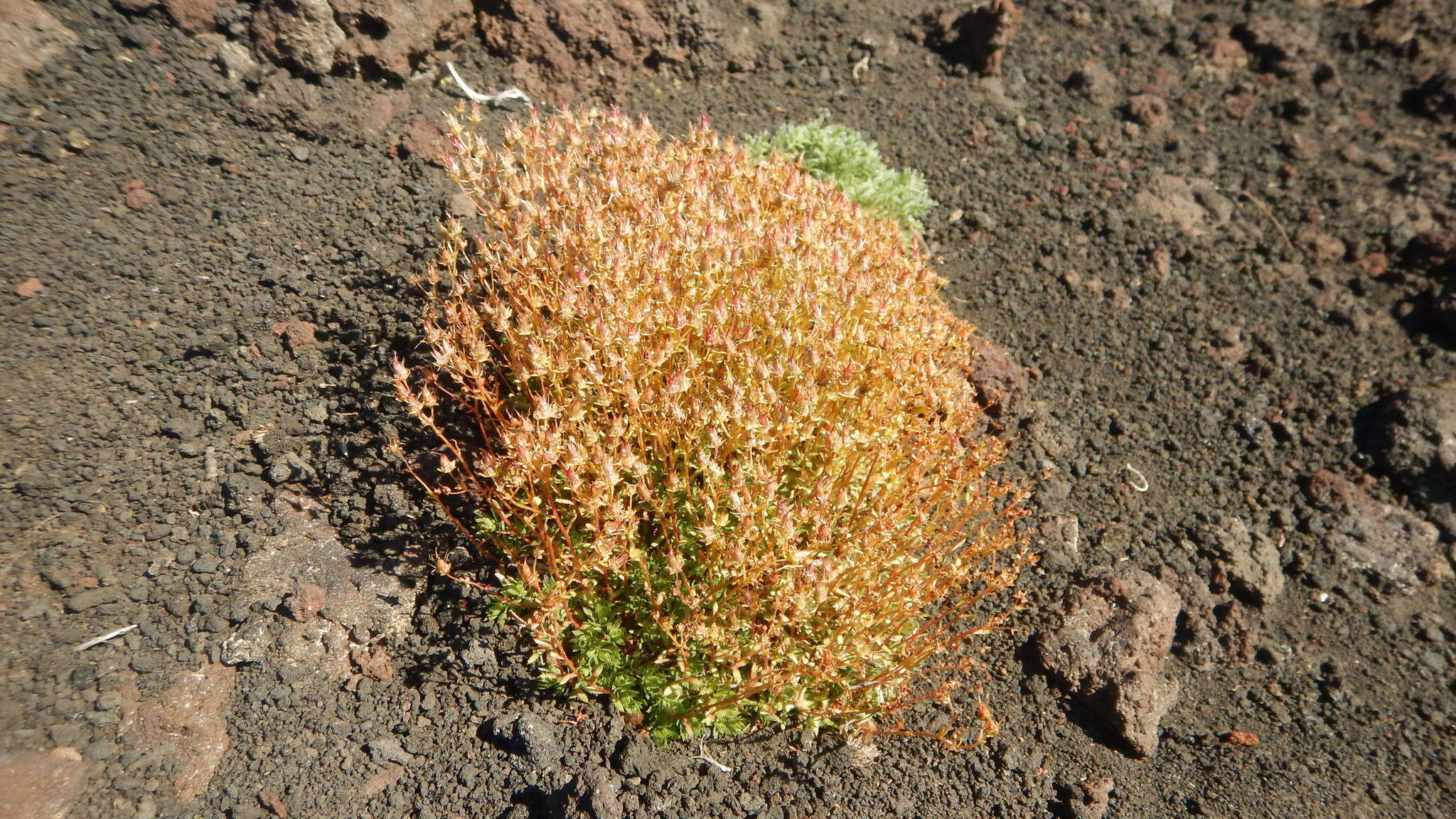 Image of Funston's Saxifrage