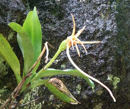 Imagem de Angraecum sesquipedale Thouars