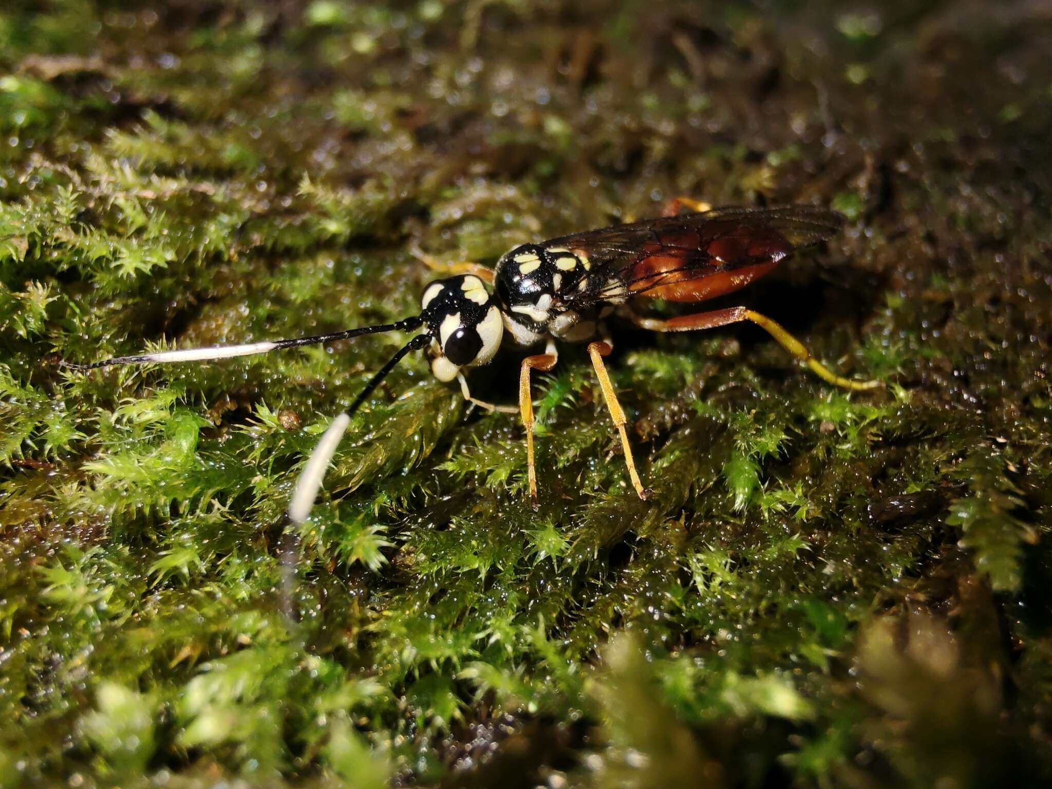 Image of Orthogonalys pulchella (Cresson 1867)