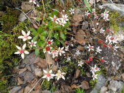 Plancia ëd Micranthes stellaris (L.) Galasso, Banfi & Soldano