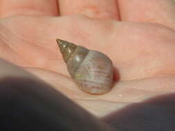 Image of Scarlet Periwinkle
