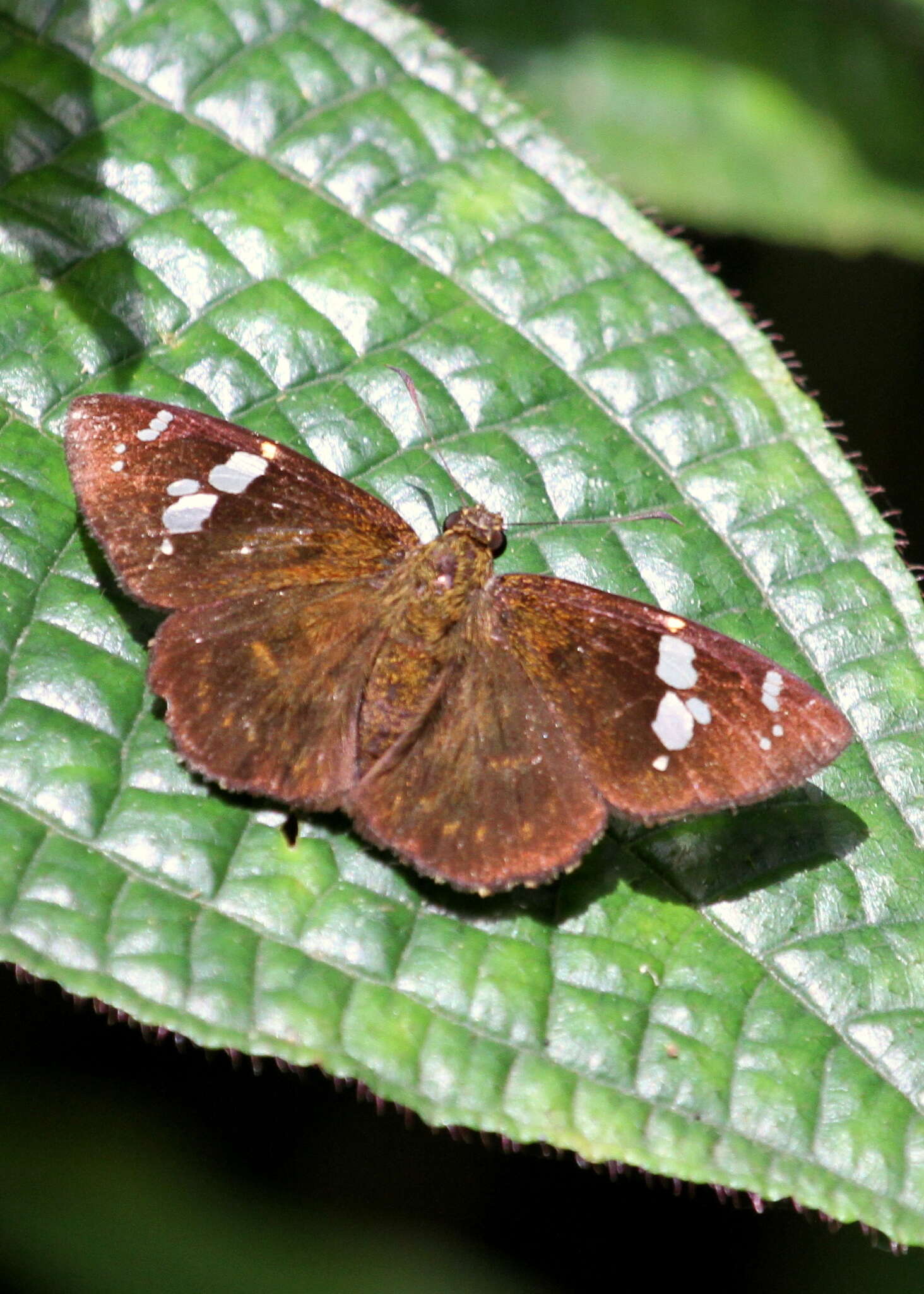 Celaenorrhinus spilothyrus Felder 1868 resmi