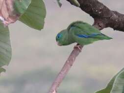 Image of Spectacled Parrotlet