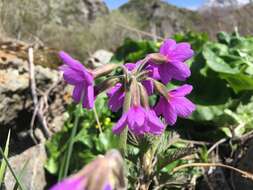 Image of Primula amoena M. Bieb.