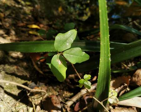 Image of Boquila trifoliolata (DC.) Decne.