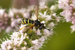 Image of Conops flavipes Linnaeus 1758