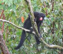 Image of Red-nosed Bearded Saki