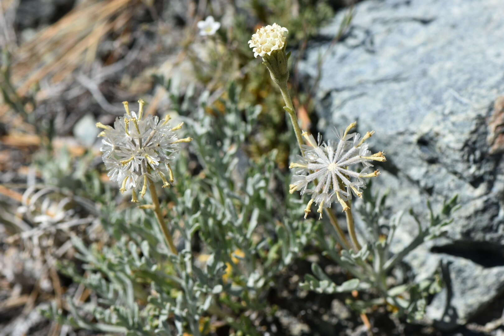 Image of Shasta chaenactis