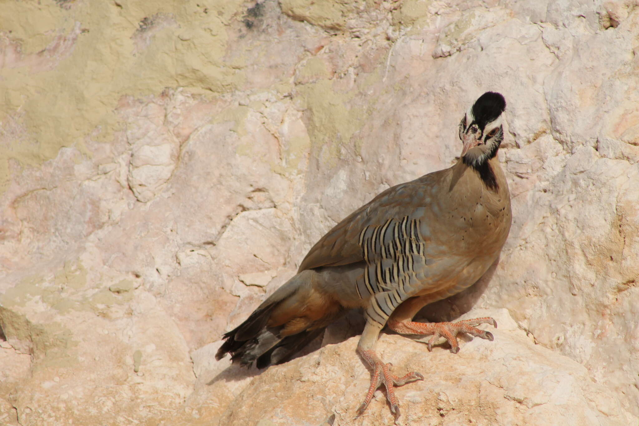 Alectoris melanocephala (Rüppell 1835) resmi