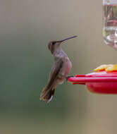 Image of Black-chinned Hummingbird