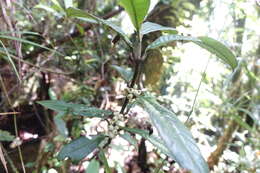 Psychotria capuronii A. P. Davis & Govaerts的圖片