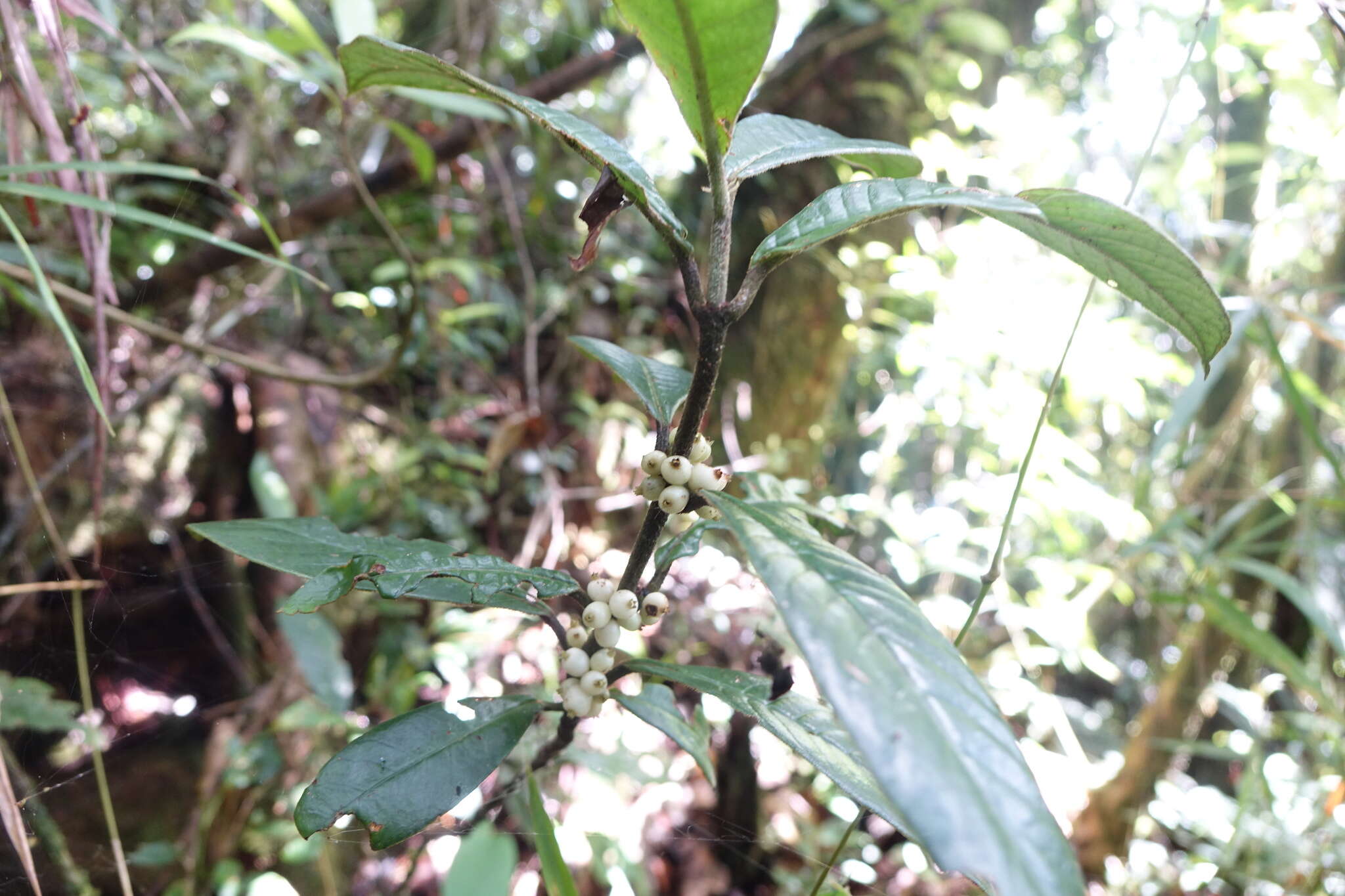 Image of Psychotria capuronii A. P. Davis & Govaerts