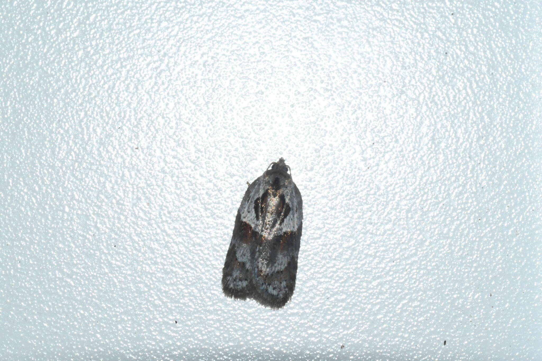 Image of Acleris maculidorsana Clemens 1864