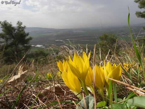 Image de Sternbergia clusiana (Ker Gawl.) Ker Gawl. ex Spreng.