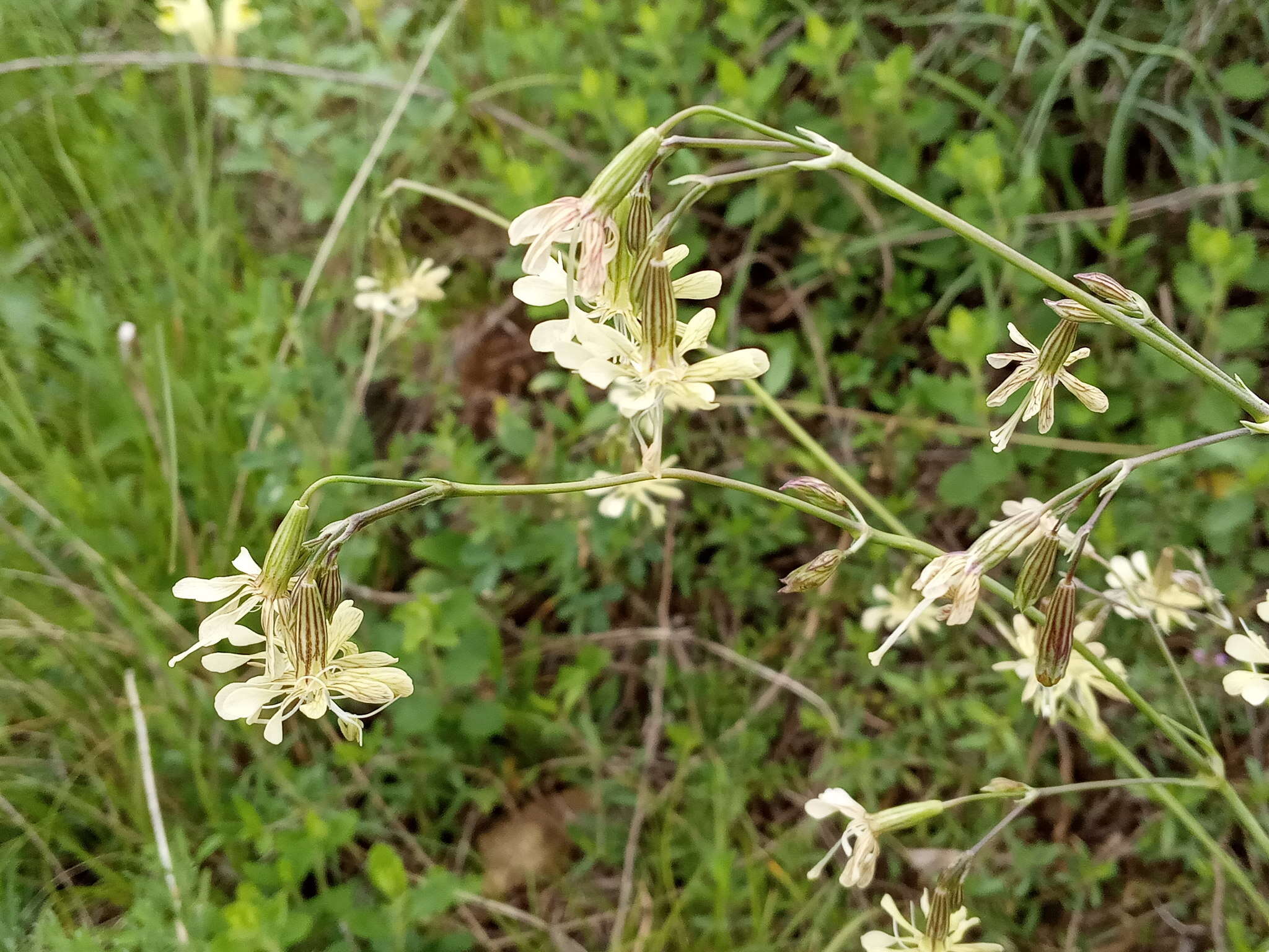 Image de Silene saxatilis Sims