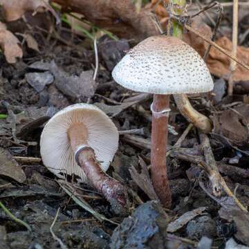 Lepiota lilacea Bres. 1892 resmi