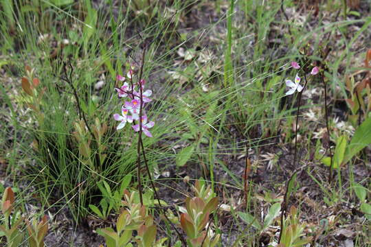 Image of Many-flowered grass-pink orchid