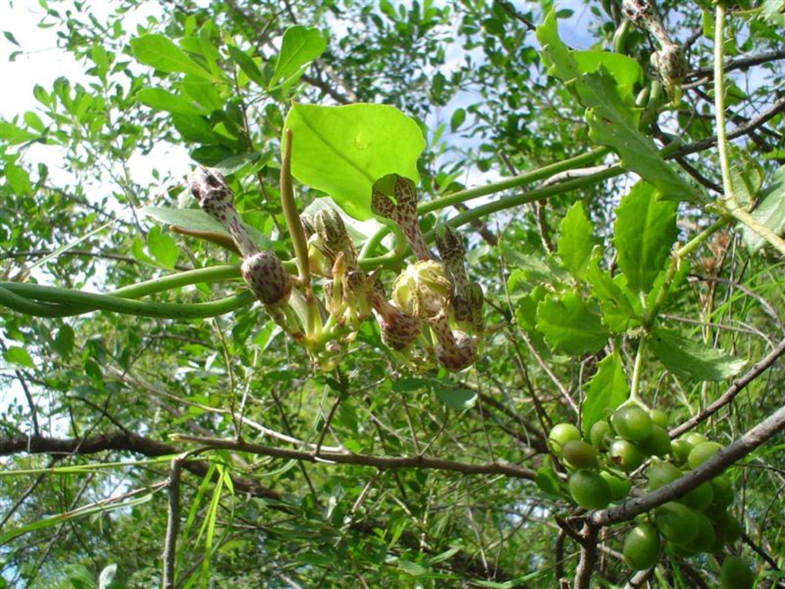 Image of Ceropegia crassifolia Schltr.