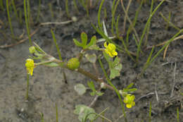 Imagem de Ranunculus hyperboreus Rottb.