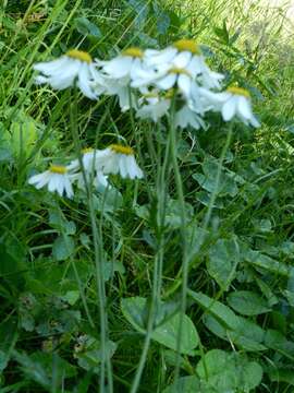 Image of corymbflower tansy