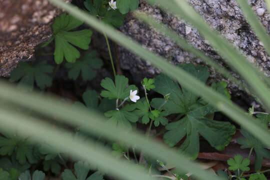 Image of Geranium neglectum Carolin