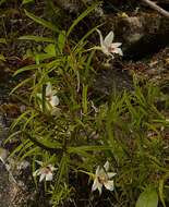 Image de Dendrobium cunninghamii Lindl.