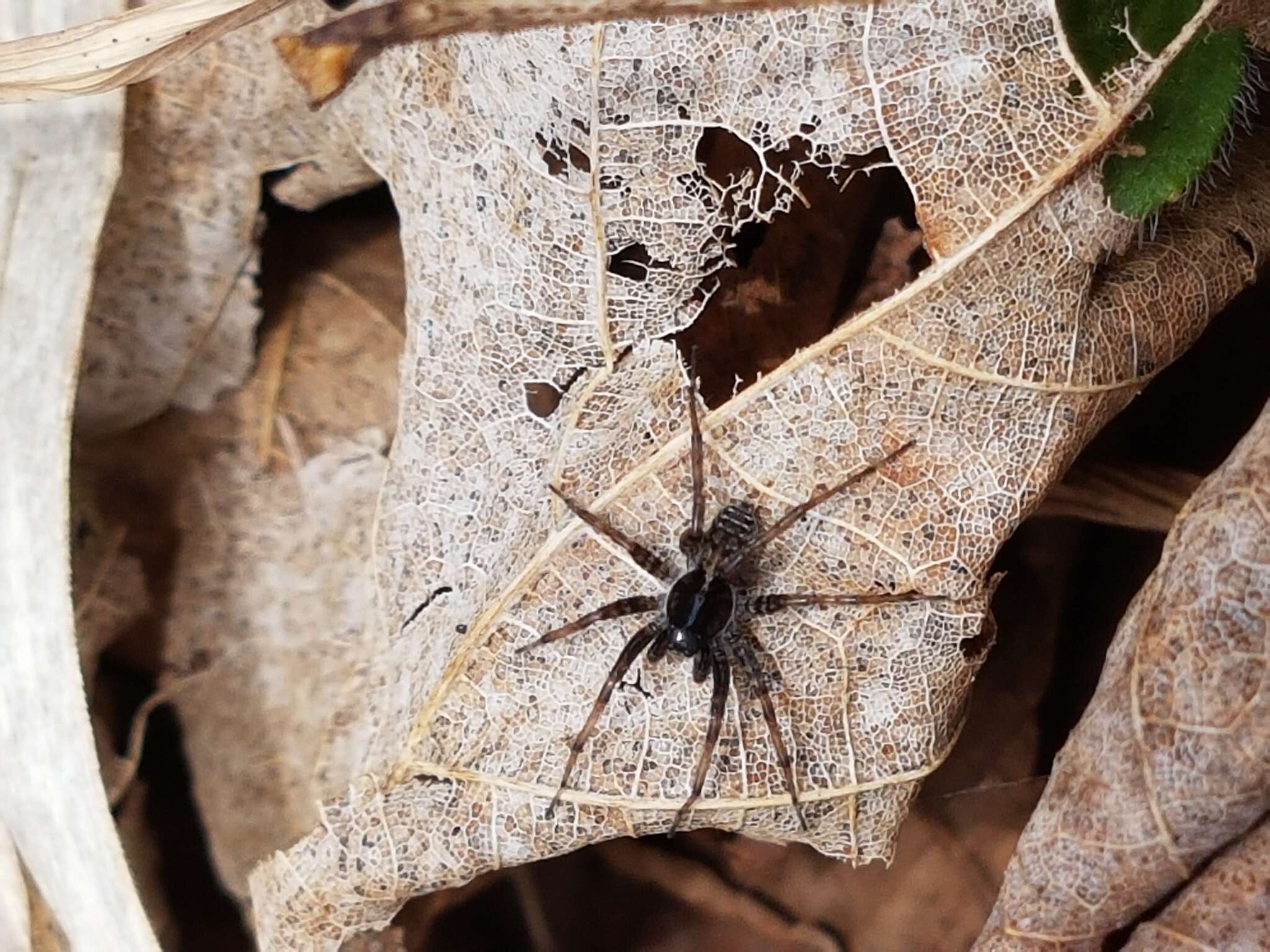 Image of Pardosa moesta Banks 1892