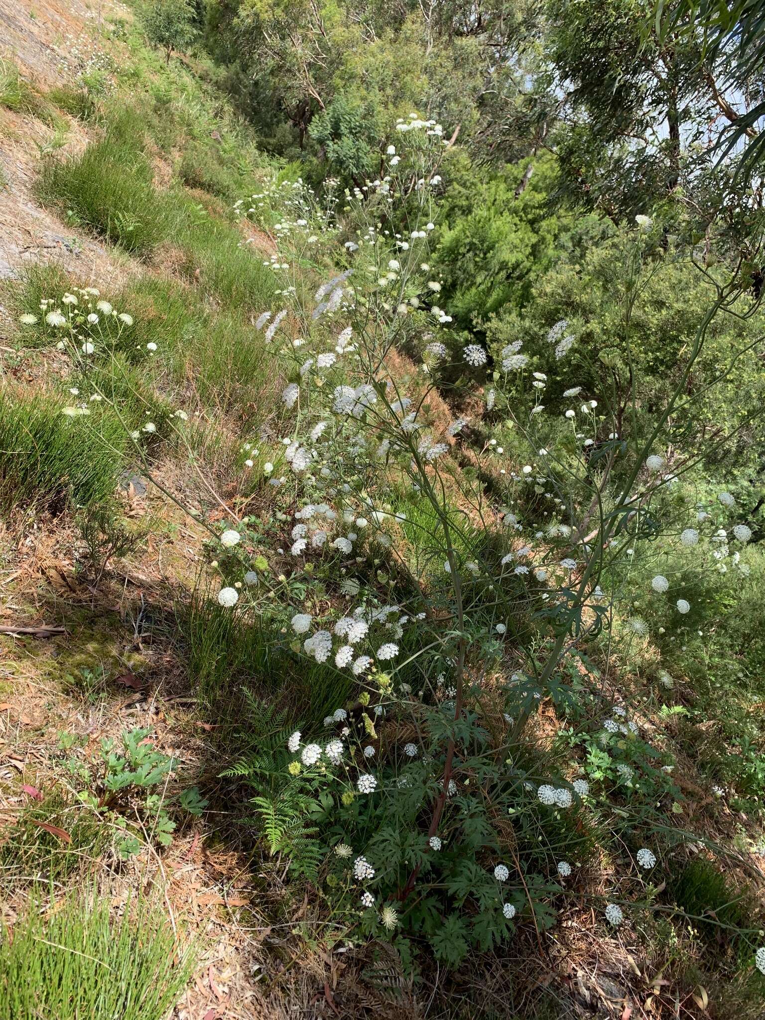 Image of Trachymene composita var. composita