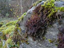 Image of Tamarisk Scalewort