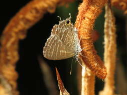 Image of Theclinesthes onycha (Hewitson 1865)