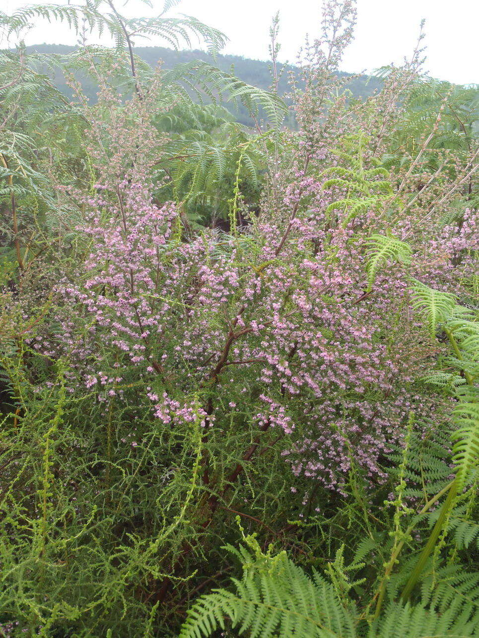 Image of hairy grey heather