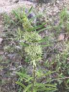 Image of green milkweed