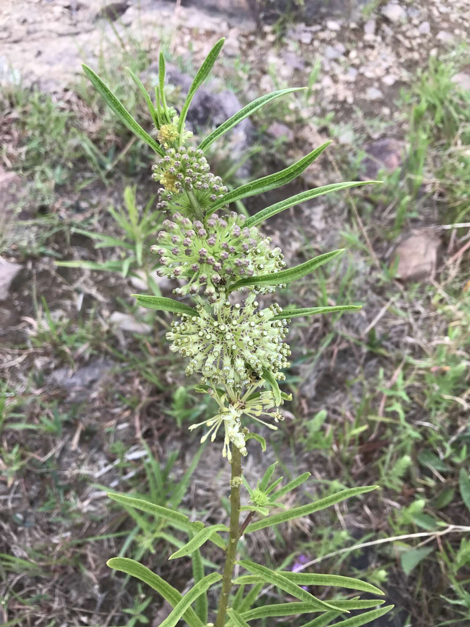 Image de Asclepias hirtella (Pennell) R. E. Woodson