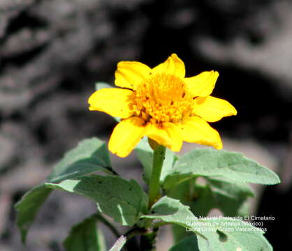 Image of Heliopsis annua Hemsl.