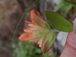 Image of coast Indian paintbrush