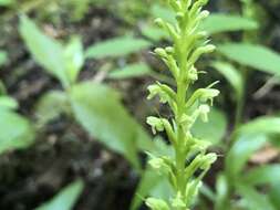 Слика од Platanthera flava var. herbiola (R. Br.) Luer