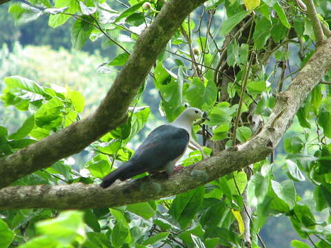 Image of Pacific Imperial Pigeon