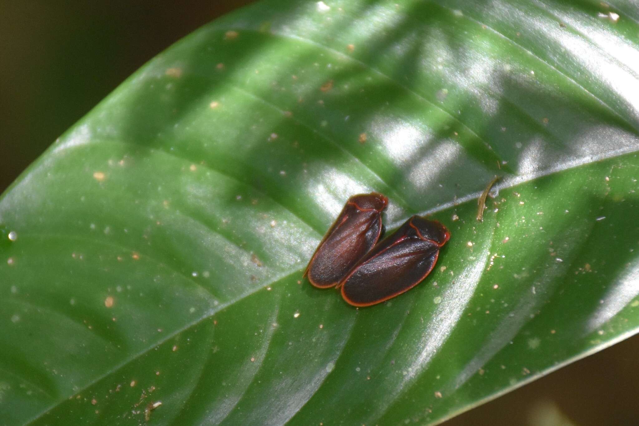 Image of Iphirhina limbata (Stål 1864)