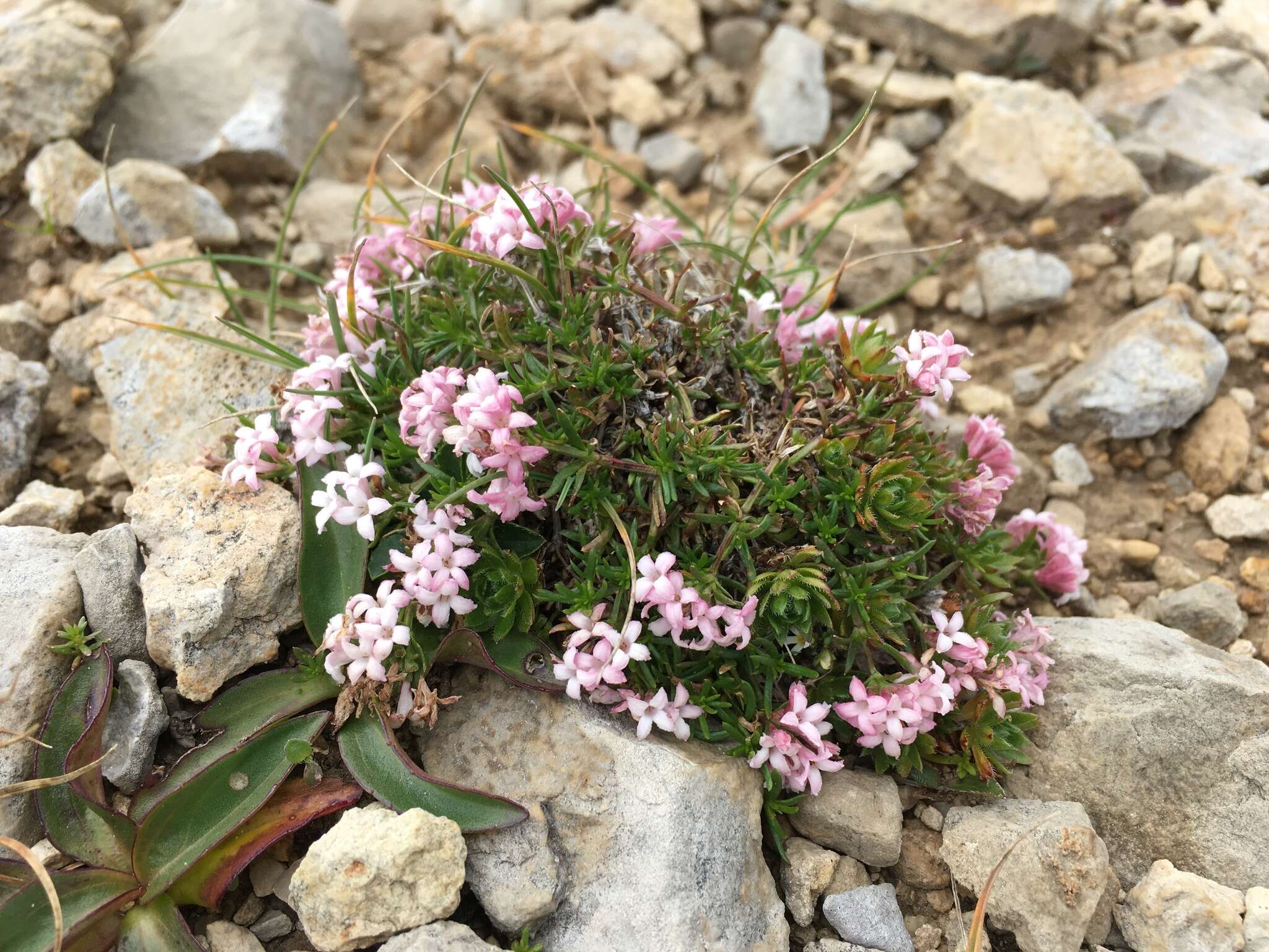 Image of Asperula cristata (Sommier & Levier) V. I. Krecz.