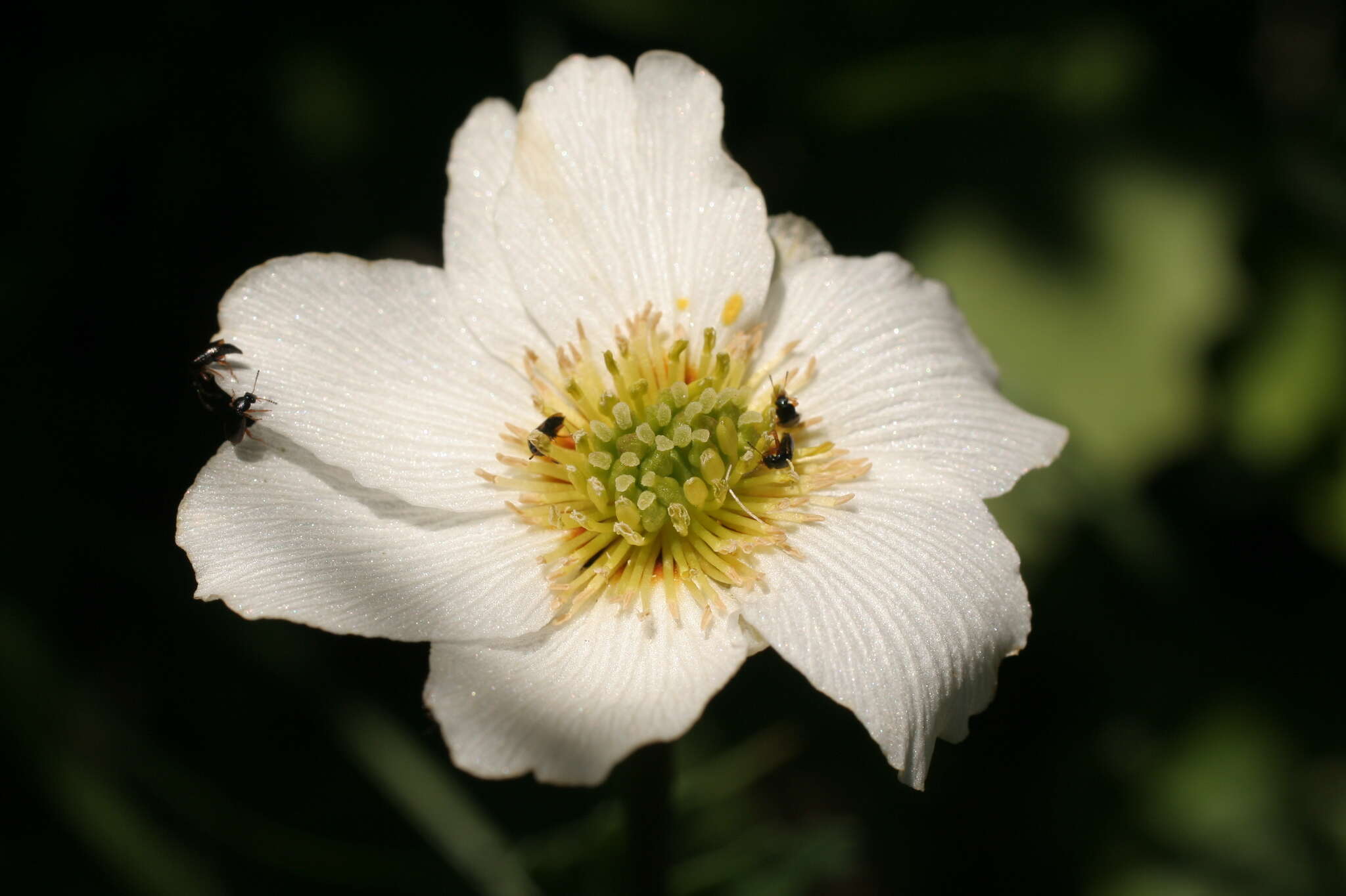 Image of Callianthemum coriandrifolium Rchb.