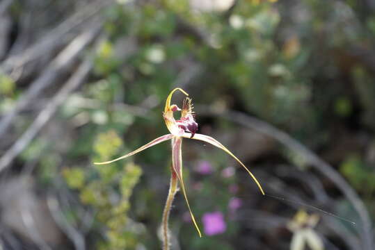 Caladenia brownii Hopper resmi