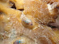 Image of blue-rayed limpet