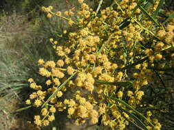 Image of Acacia hakeoides A. Cunn. ex Benth.