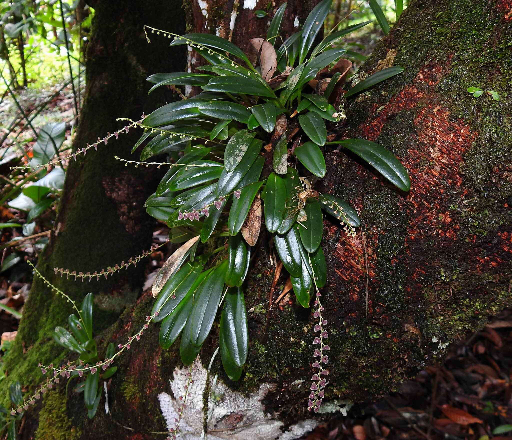 Image of Stelis argentata Lindl.