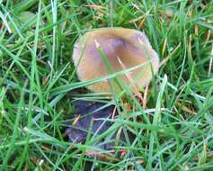 Image of Hygrocybe singeri (A. H. Sm. & Hesler) Singer 1958