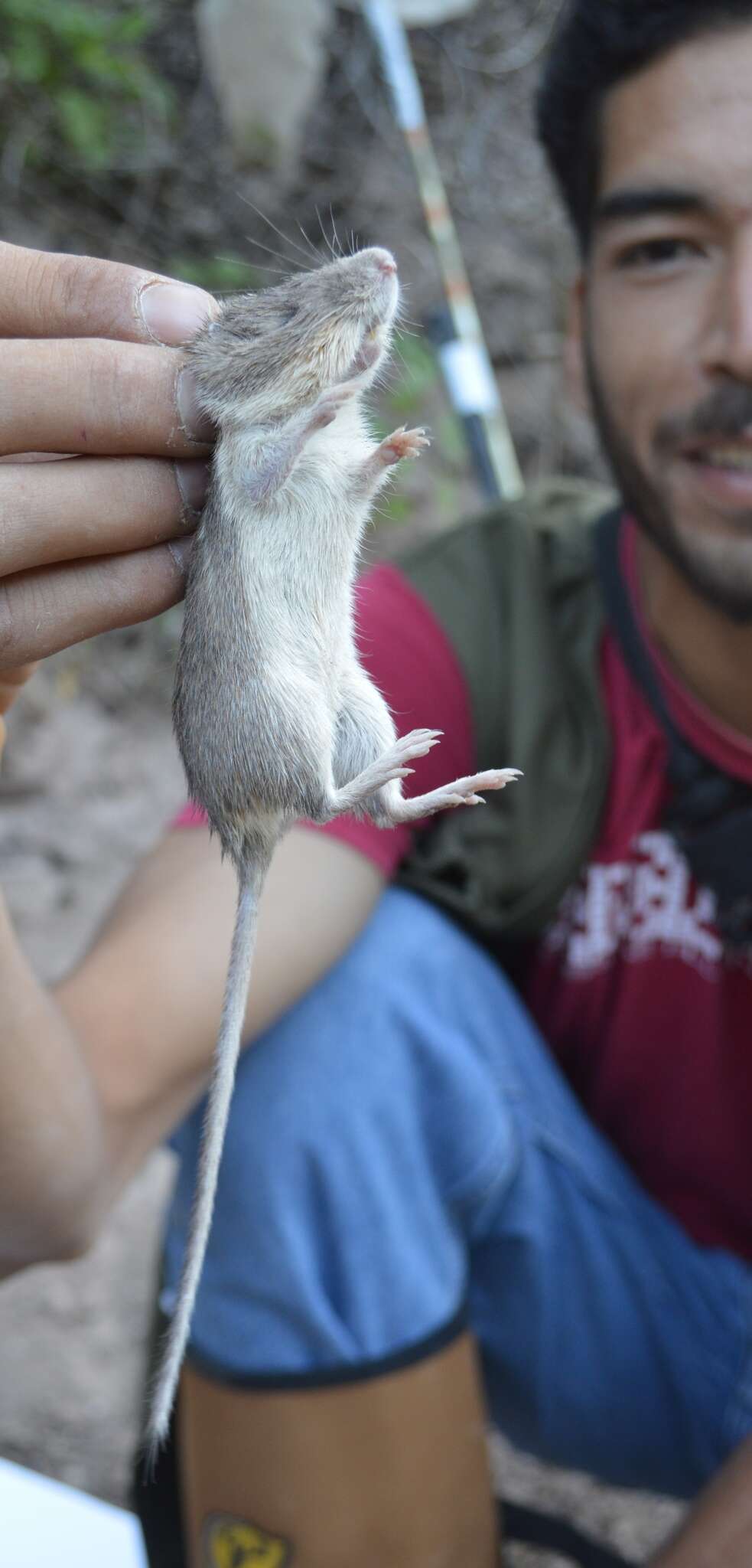 Image of Hispid Pocket Mouse