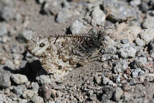 Image of Chryxus Arctic